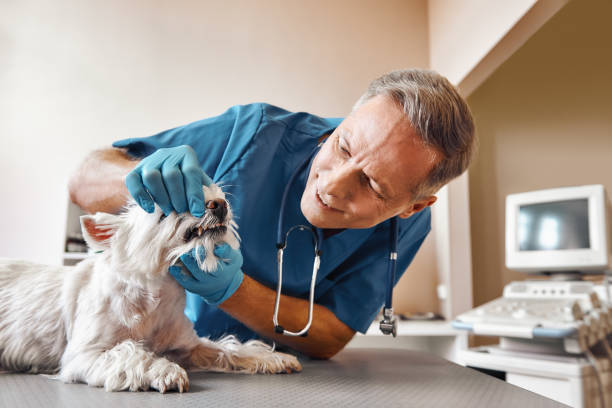 Best 24-Hour Emergency Dental Care in Shamrock, TX